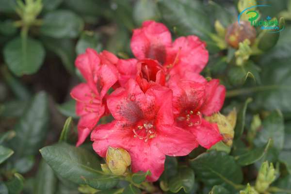 Rhododendron Corinna